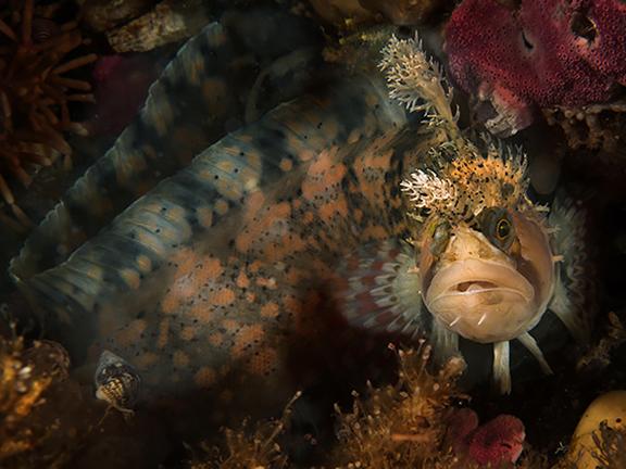 تصاویر زیبای زیر دریا از نگاه زوم تک 10 ماهی خشن اما زیبای Decorated Warbonnet